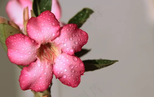 罗莎,花,水,雨,夹竹桃,开花,花园 罗莎,花,水,雨,夹竹桃,开花,花园