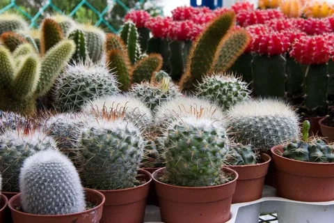 迷你仙人掌,穗,植物,锅,仙人掌,花园,绿色 迷你仙人掌,穗,植物,锅,仙人掌,花园,绿色