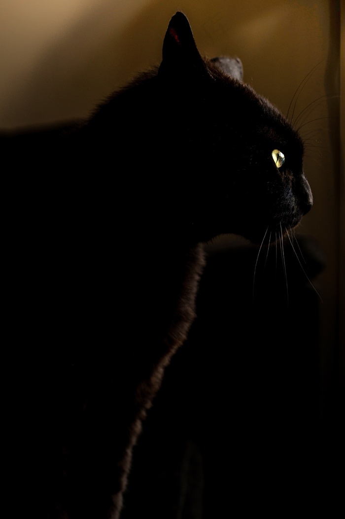 猫,孟买猫,黑豹,黑猫,俄罗斯蓝猫,黑猫的肖像