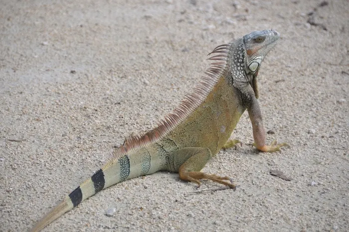 鬣蜥，沙，生物，蜥蜴，爬行动物，棕色，性质