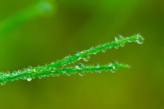 串珠，水，滴灌，绿色，一滴水，关闭