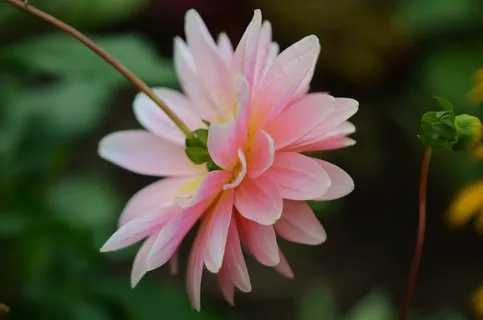 花,性质,宏,粉红色,免费的照片,玫瑰,绿色 花,性质,宏,粉红色,免费的照片,玫瑰,绿色
