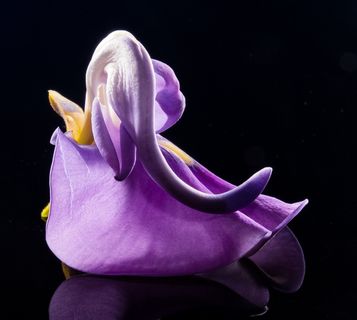 开花，花，野花，紫，紫色