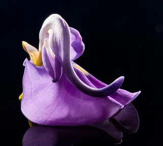 开花，花，野花，紫，紫色