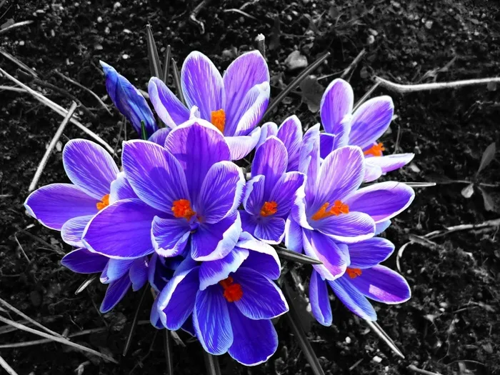 番红花，花，对比，紫色