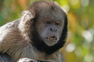 黄胸卷尾猴，阿尔法狗，猴子