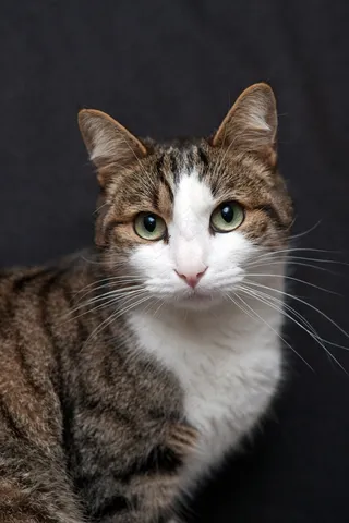 宠物，猫，家养，猫科动物，白，脸，白胸