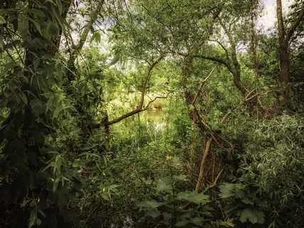 生物群落,自然,景观,静水,休息,植物群 生物群落,自然,景观,静水,休息,植物群