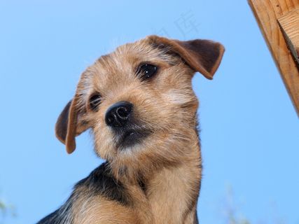 狗，小狗，女性，杂交，小狗，动物肖像