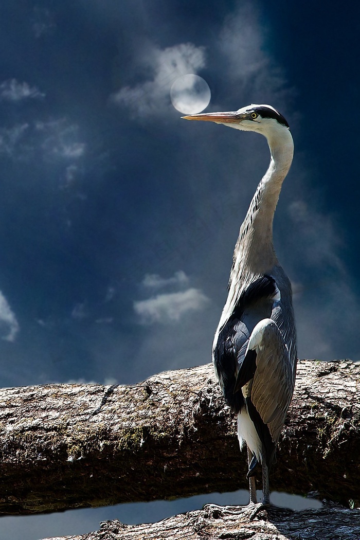 苍鹭，鸟，动物，自然，月亮，心情，东部