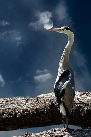 苍鹭，鸟，动物，自然，月亮，心情，东部