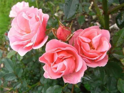 玫瑰,鲜花,粉红色,春天,夏天,性质,花园 玫瑰,鲜花,粉红色,春天,夏天,性质,花园