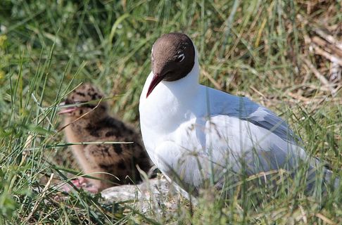 北极燕鸥，燕鸥，鸟，水禽，孵化
