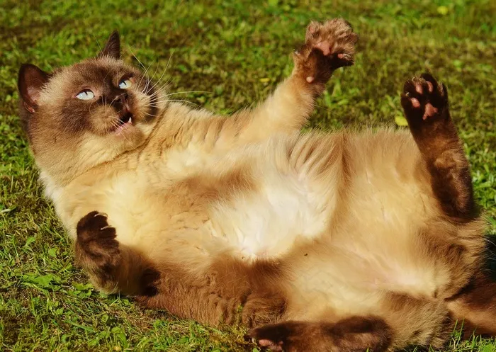 猫，英国短毛猫，戏剧，米氏，纯种，亲爱的