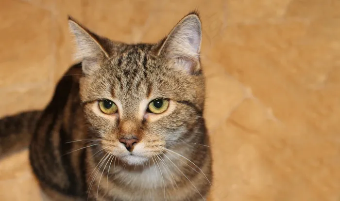 猫，家猫，动物，宠物，动物世界