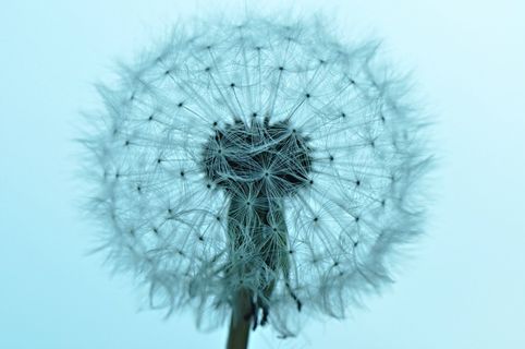 蒲公英，蒲公英粉扑，粉扑，种子，马勃菌