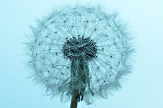 蒲公英，蒲公英粉扑，粉扑，种子，马勃菌