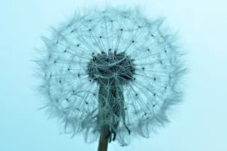 蒲公英，蒲公英粉扑，粉扑，种子，马勃菌