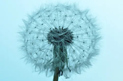 蒲公英,蒲公英粉扑,粉扑,种子,马勃菌 蒲公英,蒲公英粉扑,粉扑,种子,马勃菌