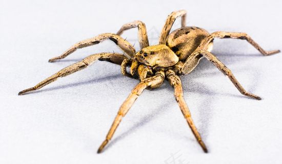 蜘蛛，蜘蛛，昆虫，关闭