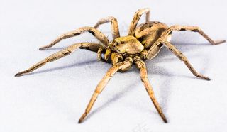 蜘蛛，蜘蛛，昆虫，关闭