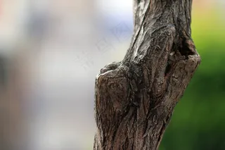 树，树木的纹理，图案，自然，木材，自然