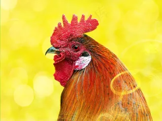 鸡，哈恩，宠物，家禽，动物，骄傲