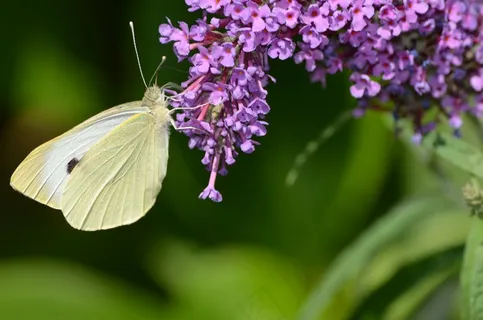 蝴蝶,Gonepteryx Rhamni,昆虫 蝴蝶,Gonepteryx Rhamni,昆虫