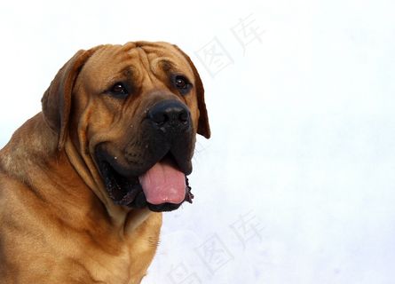 狗，白色，快乐，冬天，背景，品种，可爱