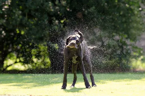 狗，摇动图像，Schüttelnder狗，德国短发