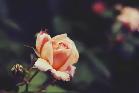 玫瑰,花,花瓣,玫瑰花瓣,宏,自然 玫瑰,花,花瓣,玫瑰花瓣,宏,自然