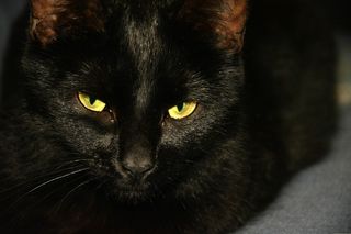 猫，动物，黑色，头，动物，哺乳动物，动物，猫的