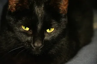 猫，动物，黑色，头，动物，哺乳动物，动物，猫的