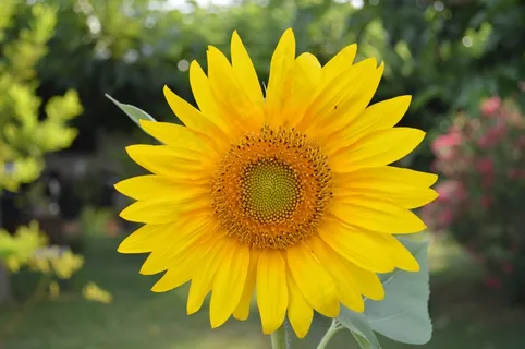 向日葵,花,黄色,自然,植物,花瓣 向日葵,花,黄色,自然,植物,花瓣