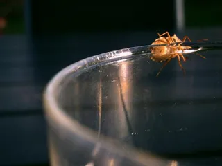 昆虫，虫子，阿玛·库斯托斯，森林守护者