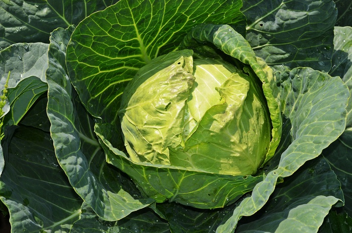 白菜，蔬菜，蔬菜，吃，健康食品