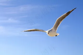 鸥，天空，蓝色，飞，云