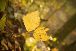 叶子，秋，森林，叶子，植物，树，秋天的颜色