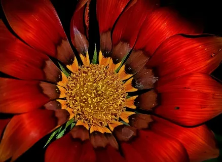 花，多彩，红色，黄色，自然，花的