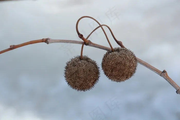 黄油球，坚果，种子，性质，一轮，球，树