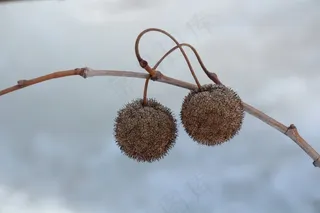 黄油球，坚果，种子，性质，一轮，球，树