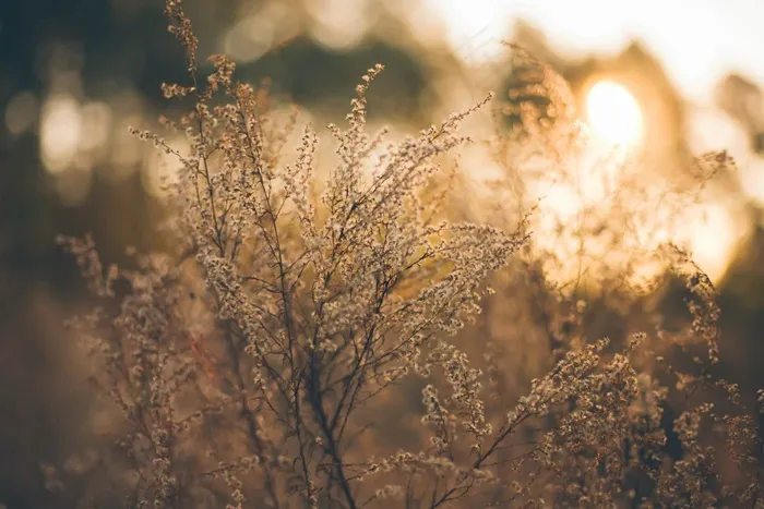 牧草，牧场，草，暮光之城，日落，浪漫
