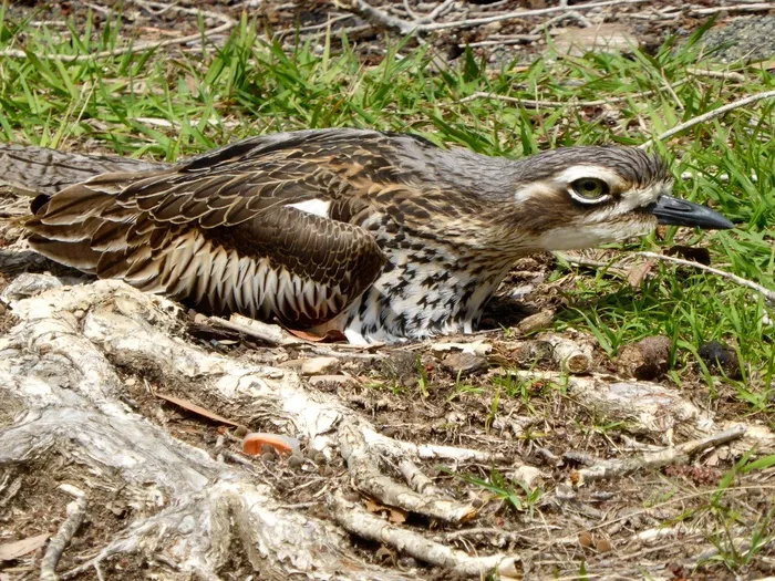 石Cur，Burhinus Oedicnemus，筑巢，鸟