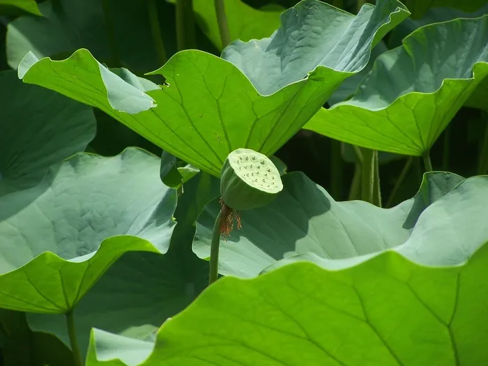 莲花，莲子头，树叶，水生植物，自然