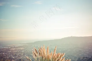 小麦，景观，山，场，性质，夏天