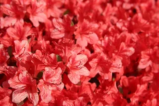 植物，春天，红色，花园，鲜花，激情