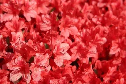 植物,春天,红色,花园,鲜花,激情 植物,春天,红色,花园,鲜花,激情