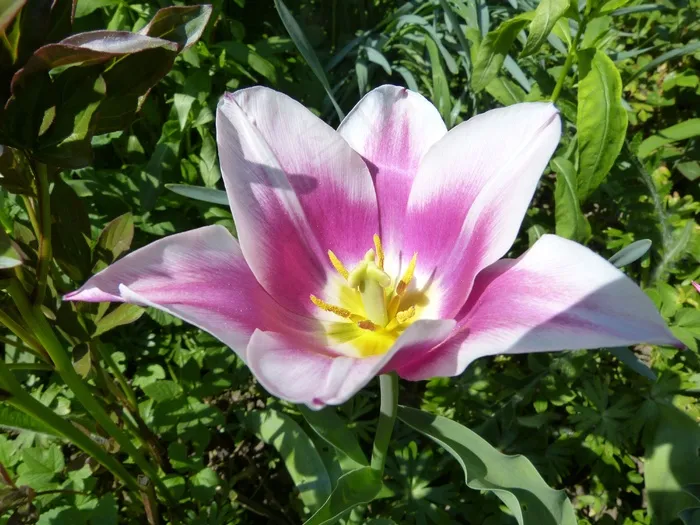 郁金香，开花，白，紫，春天，花