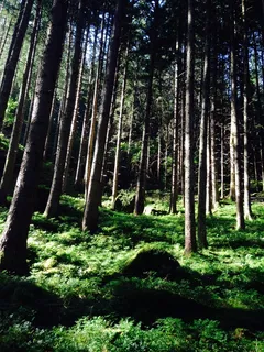 森林，太阳晒，淹，大，树木，绿色，艺术，拓荒