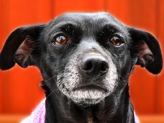 小狗，狗，可爱，宠物，小狗，可爱，纯种